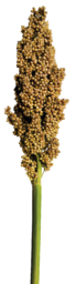PRAIRIE PEARLS™ CREAM