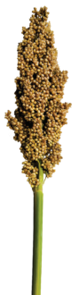 PRAIRIE PEARLS™ CREAM