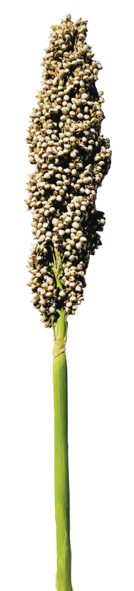PRAIRIE PEARLS™ WHITE