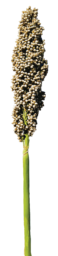 PRAIRIE PEARLS™ WHITE