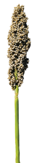 PRAIRIE PEARLS™ WHITE