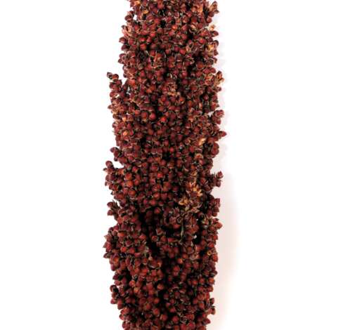 Prairie Pearls Burgundy
