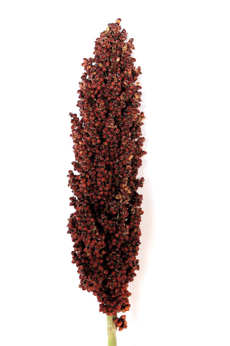 Prairie Pearls Burgundy