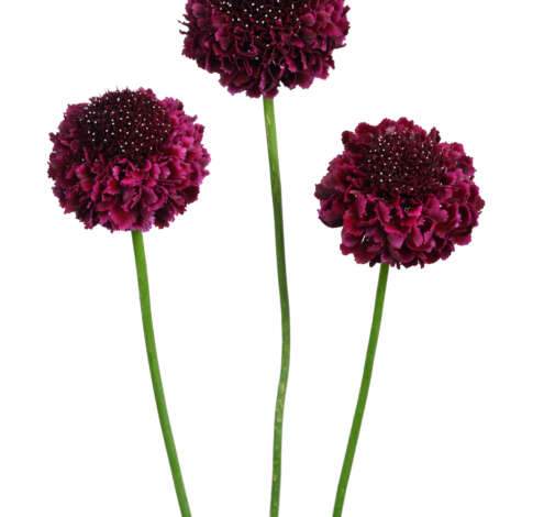 FOCAL SCOOP SUGARPLUM