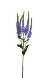 Skyler Splash Lavender