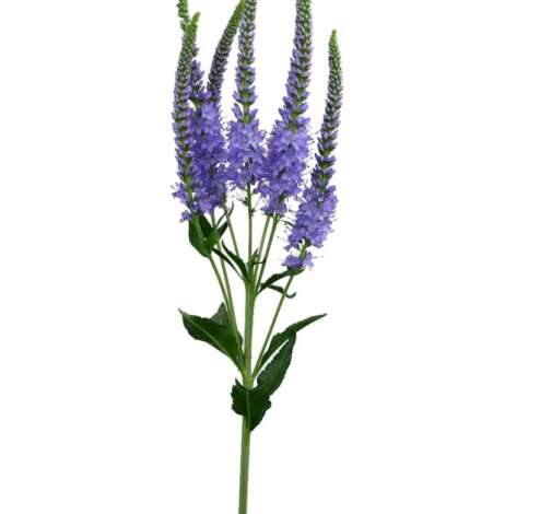 Skyler Splash Lavender