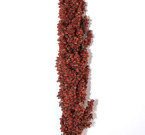 Sorghum Prairie Pearls Bronze