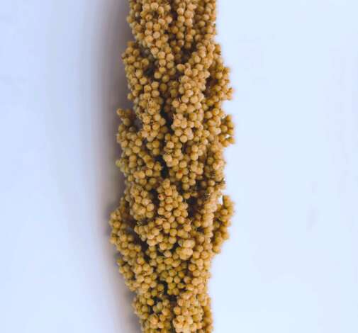 Sorghum Prairie Pearls Cream
