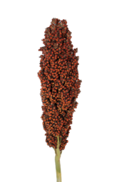 PRAIRIE PEARLS™ ORANGE