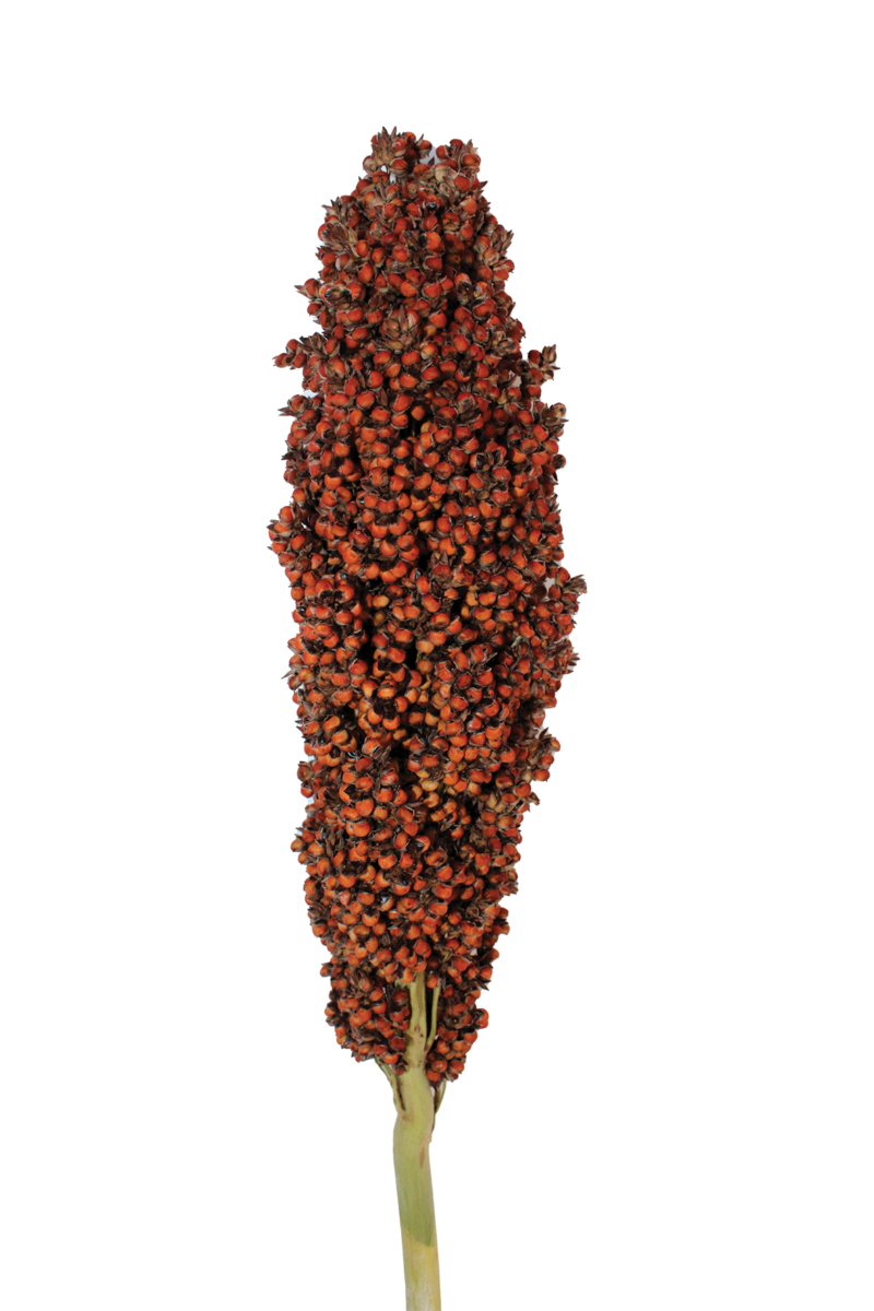 PRAIRIE PEARLS™ ORANGE