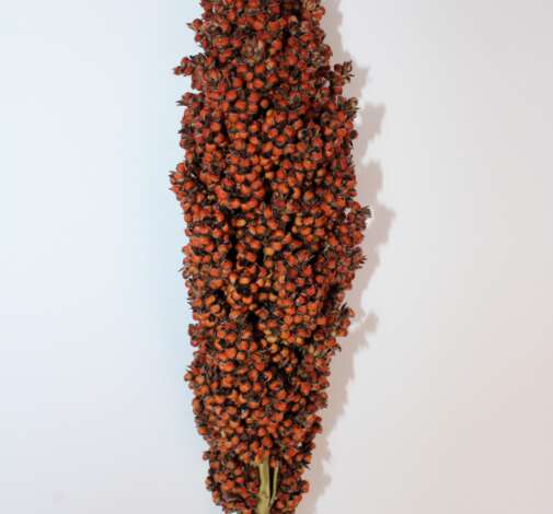 Sorghum Prairie Pearls Orange