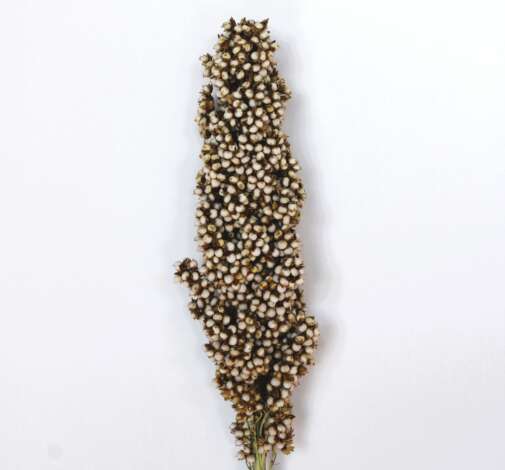 Sorghum Prairie Pearls White