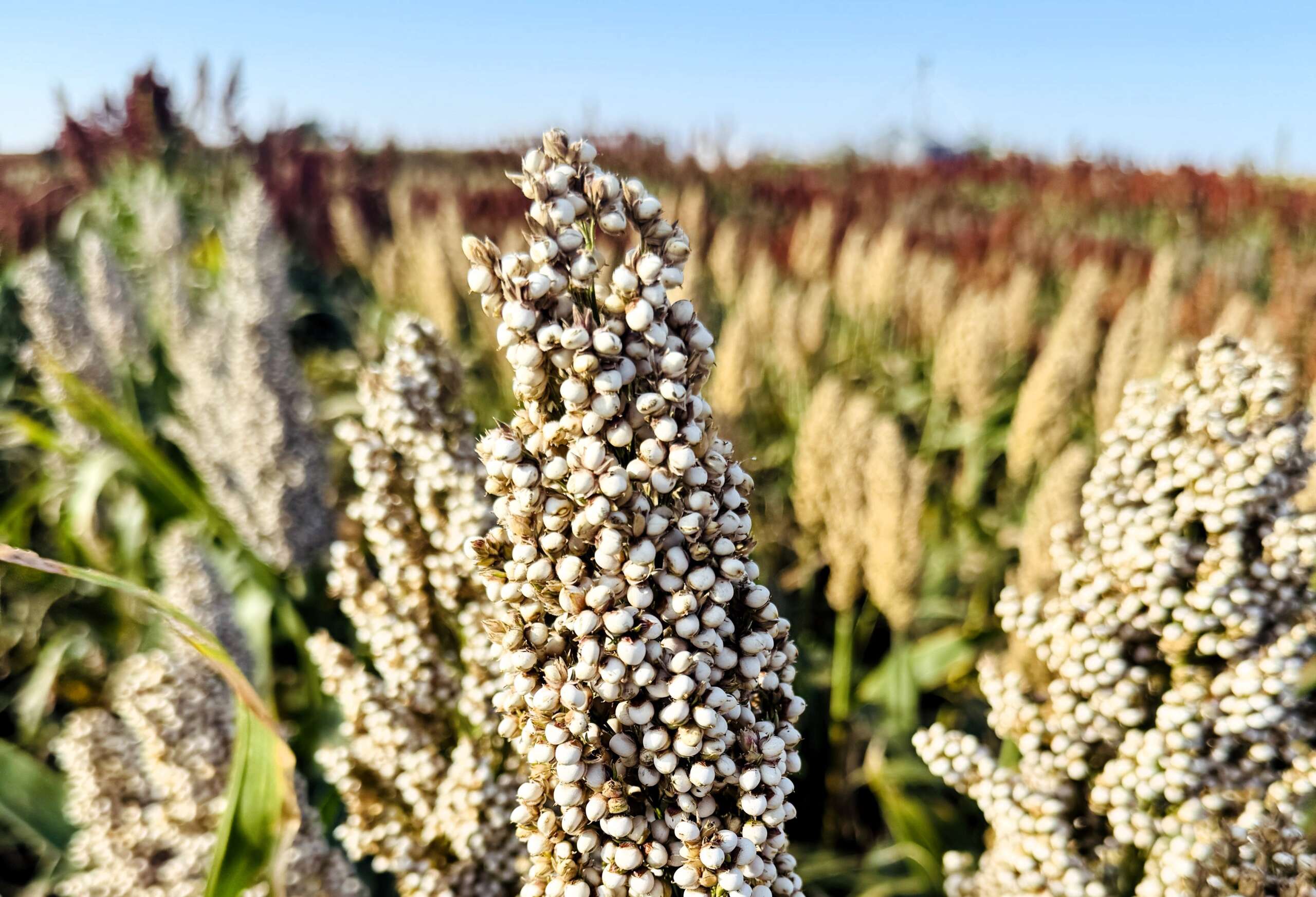 Sorghum Prairie Pearls