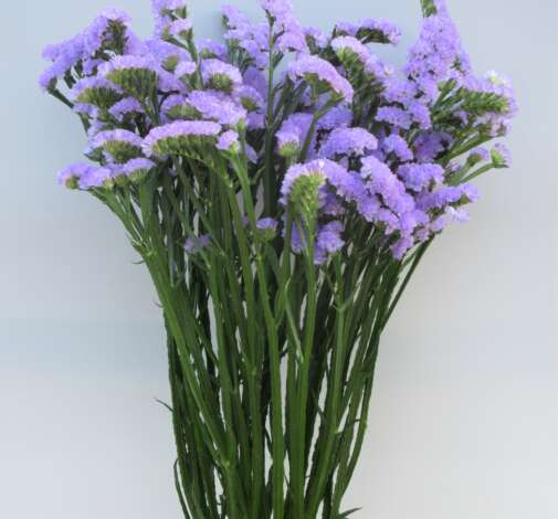 Spia Lavender