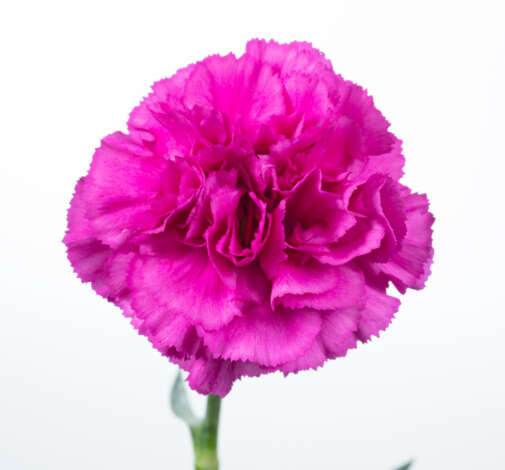 Tesoro Amara