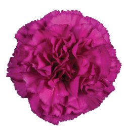 Tesoro Amara_Catalog