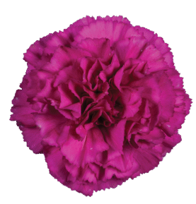 Tesoro Amara_Catalog
