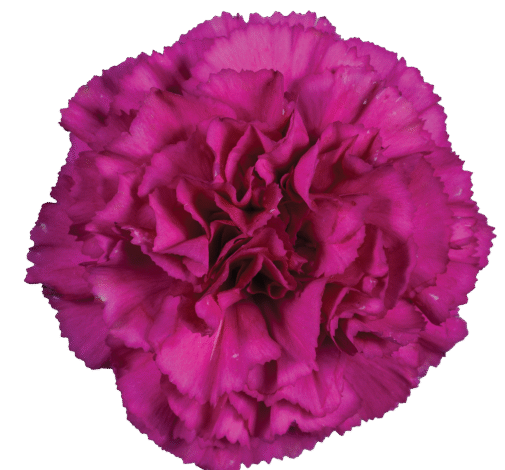 Tesoro Amara_Catalog
