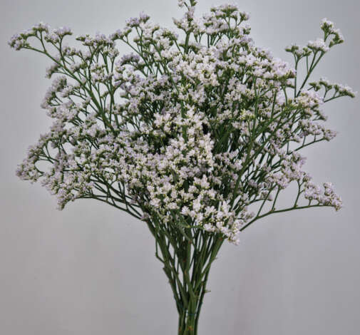 White Neto
