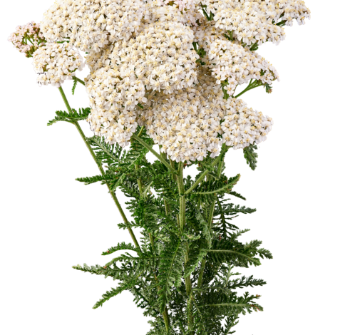 Achillea Magical Atlanta