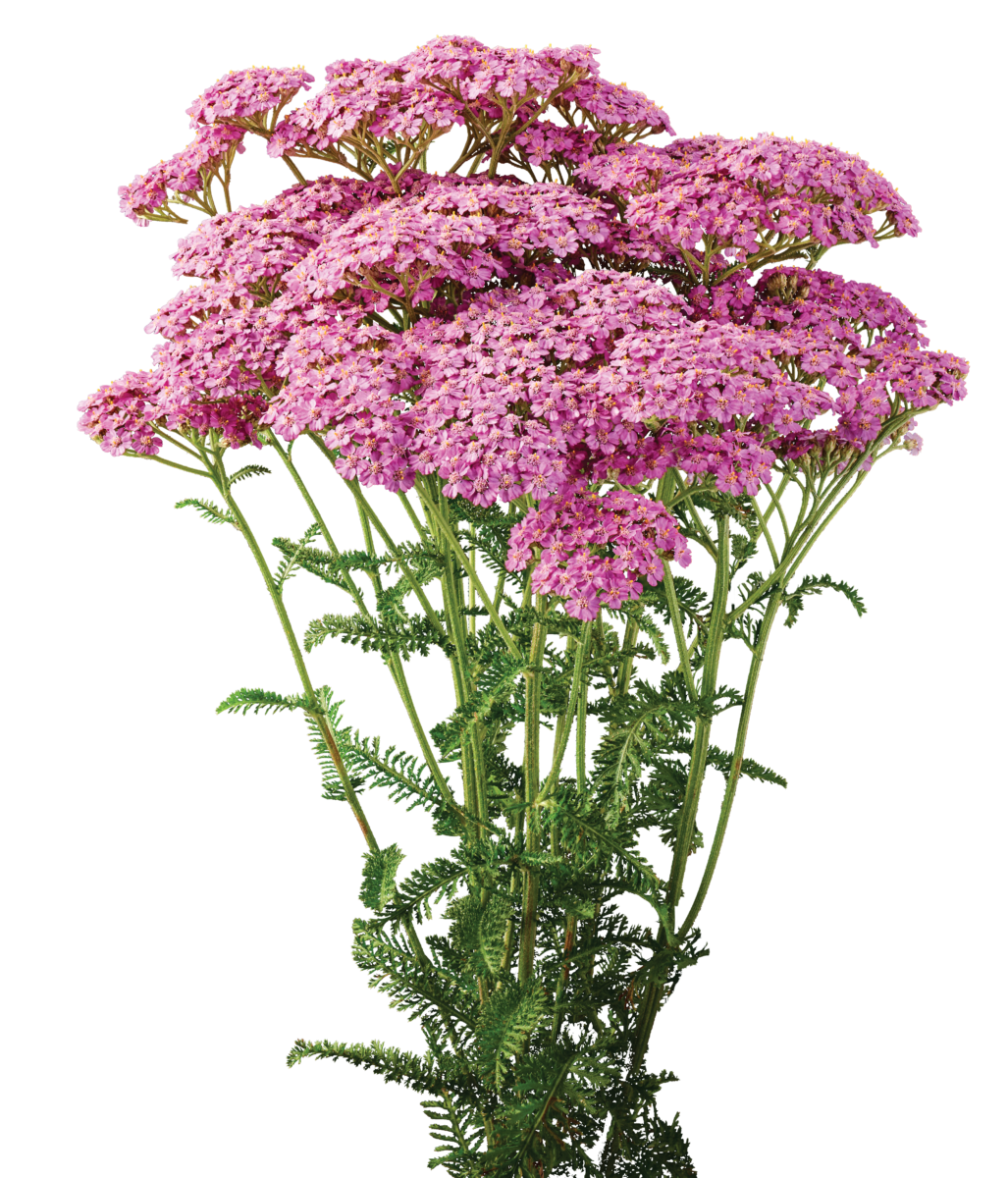 Achillea Magical Chicago