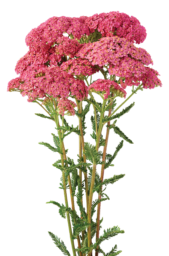 Achillea Magical Orlando