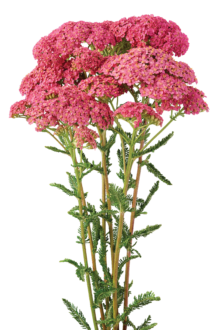 Achillea Magical Orlando