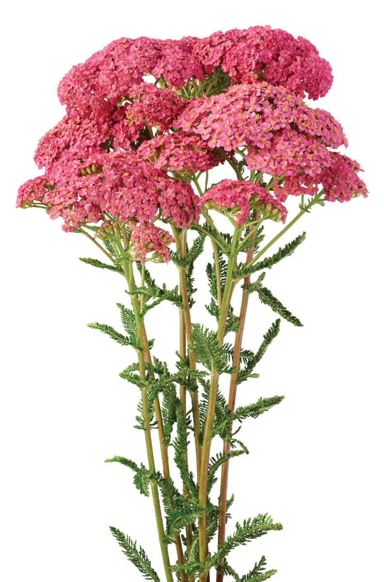 Achillea Magical Orlando