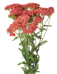 Achillea Magical Phoenix