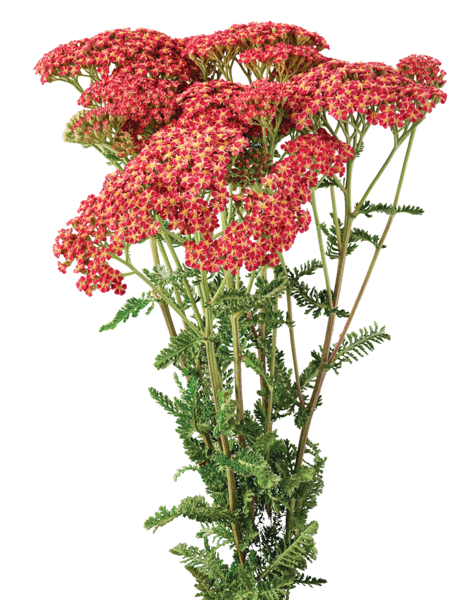 Achillea Magical Phoenix