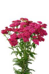 Achillea Magical Red Orleans