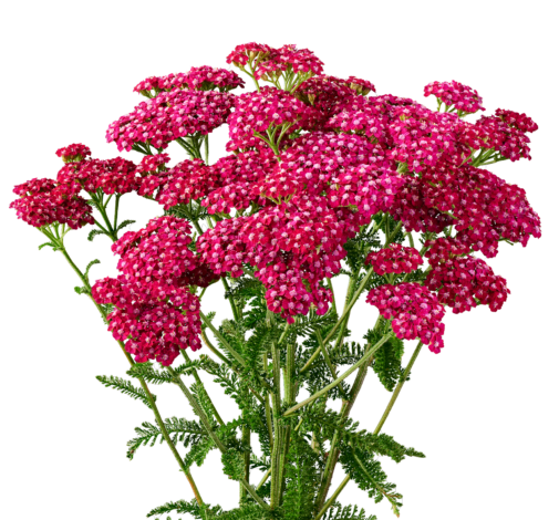 Achillea Magical Red Orleans