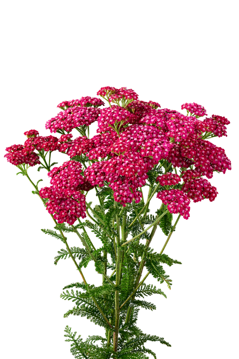 Achillea Magical Red Orleans
