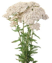 Achillea Magical Sacramento