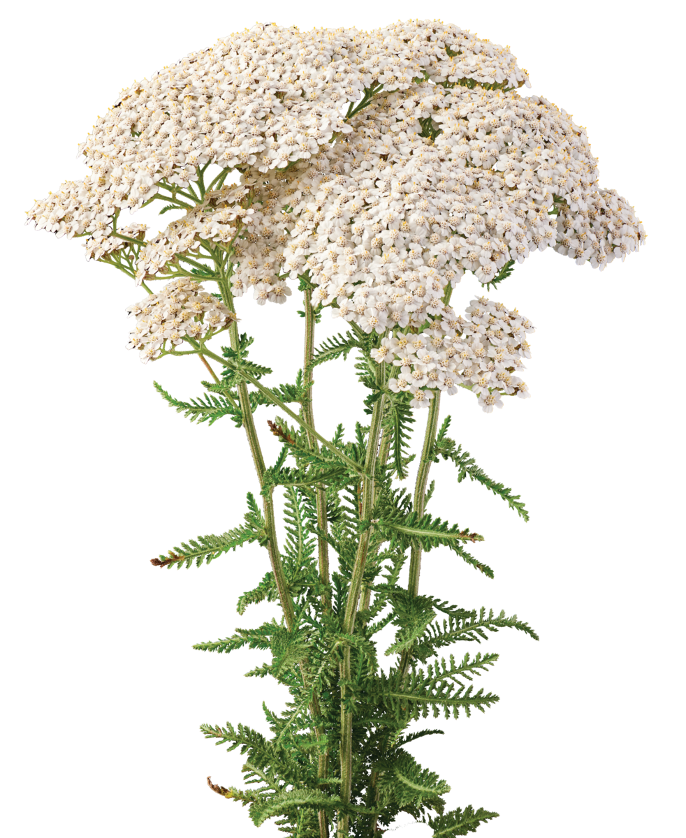 Achillea Magical Sacramento