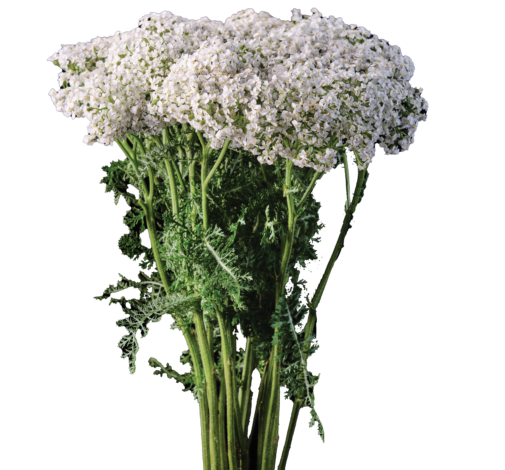 Achillea Magical White Francisco