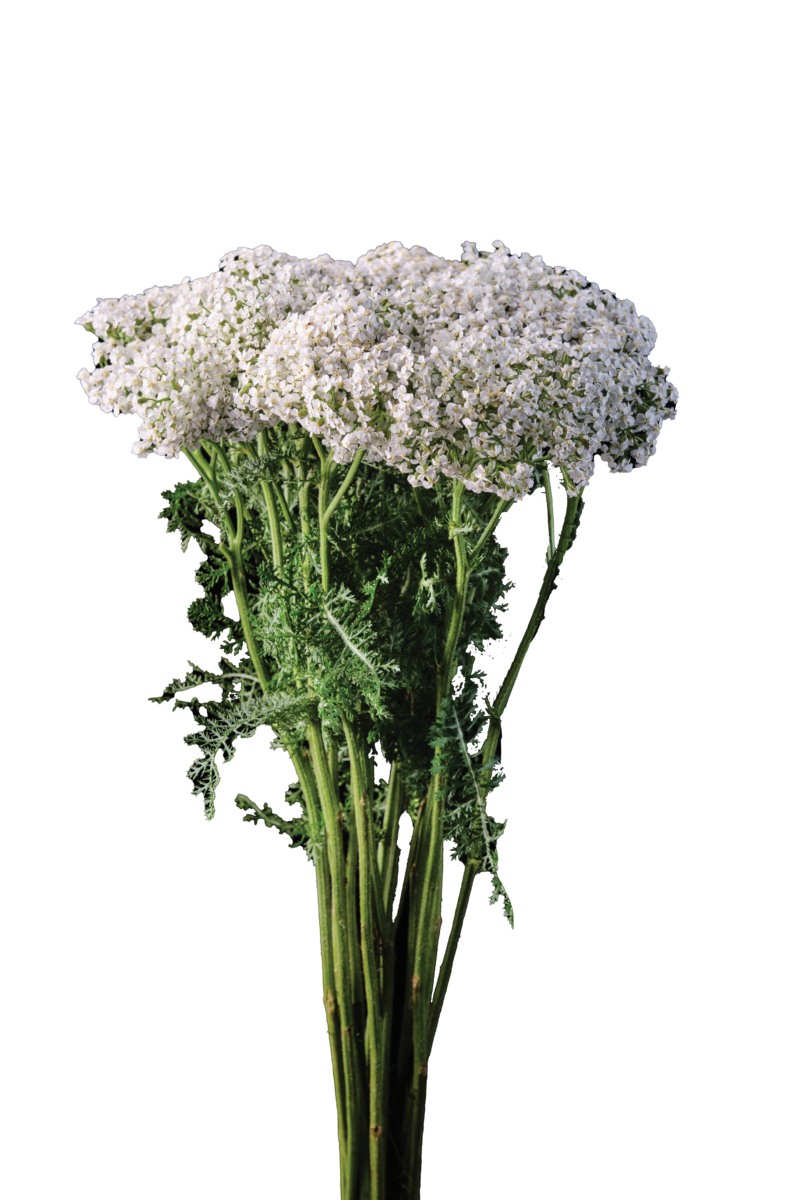 Achillea Magical White Francisco