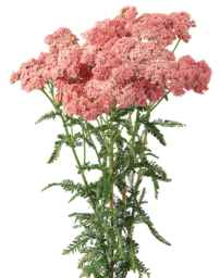 Achillea Magical Angeles