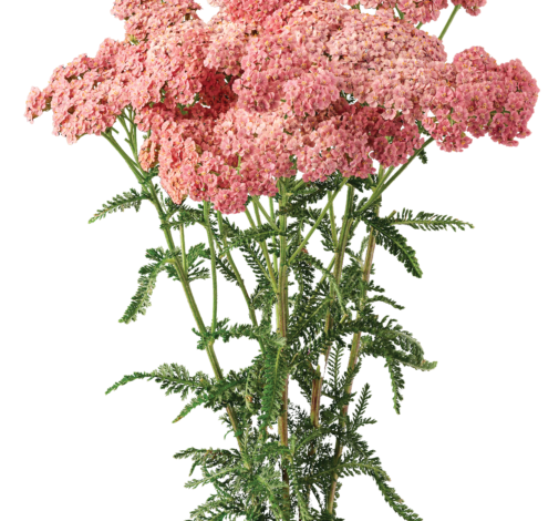 Achillea Magical Angeles
