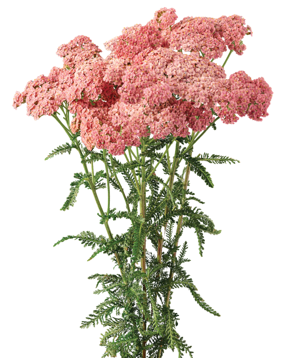 Achillea Magical Angeles
