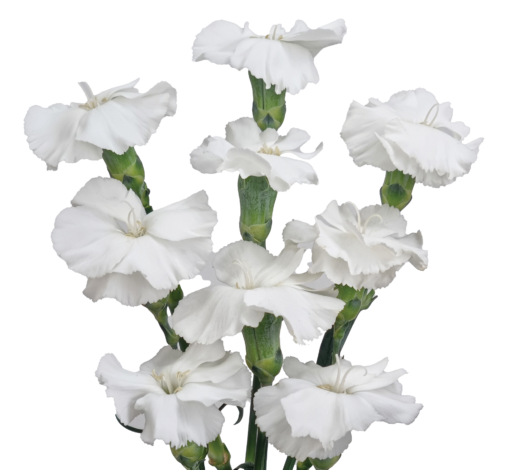 FRESH ™ Pearl