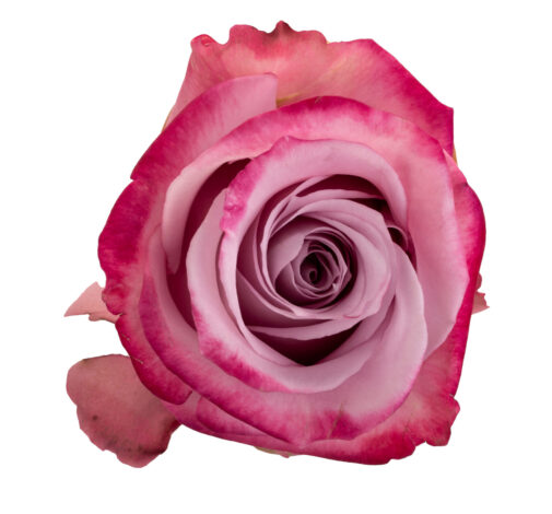 MYSTIC BLOOM™ - ECUADOR