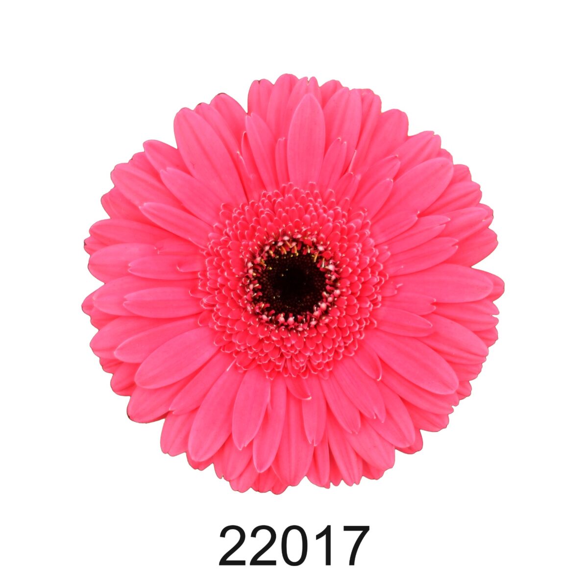 Zoom