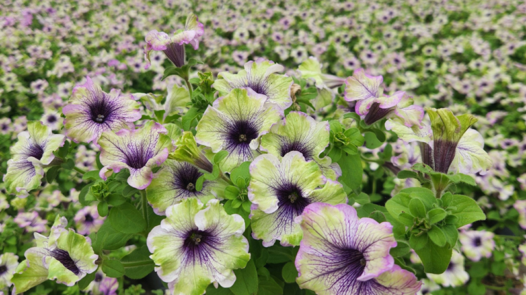 Danziger’s First-Ever Retail Showcase at Dutch Spring Trials, Week 18